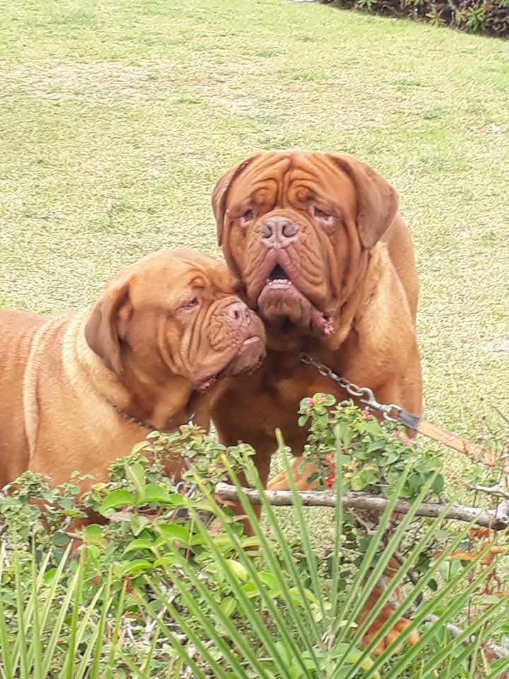 Características Dogue de Bordeaux