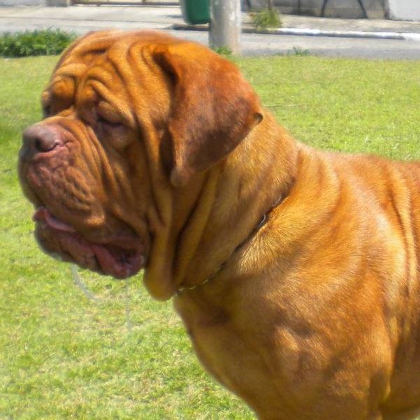 Dogue de Bordeaux Balla Buska